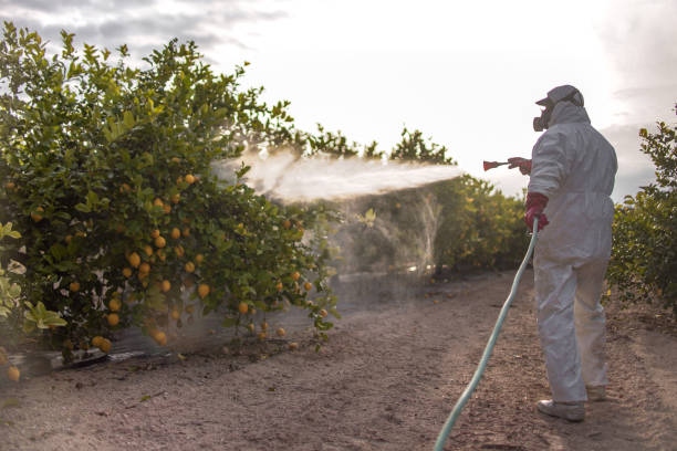 Wasp Removal Services in Walkersville, MD